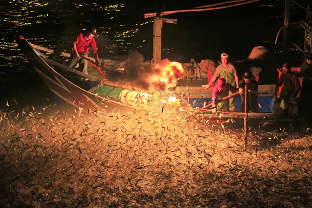 萬魚奔騰跳躍！金山「蹦火仔」的古早漁法奇觀