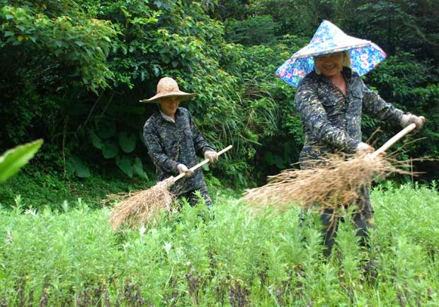 阿原肥皂「野機農場」，青草藥原料的祕密基地！