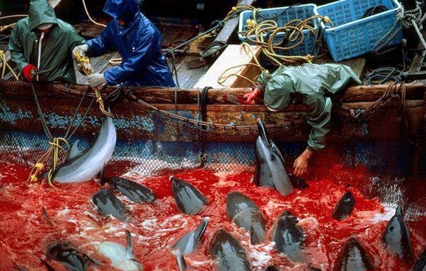 最血腥的殺海豚傳統，日本和歌山縣的血色海灣