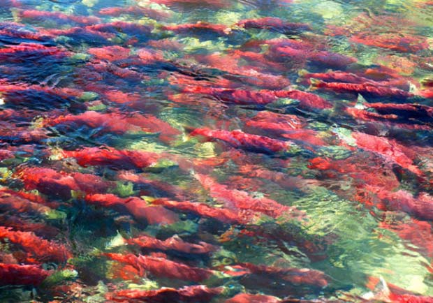 千里奔波只為一線香火──加拿大鮭魚洄游
