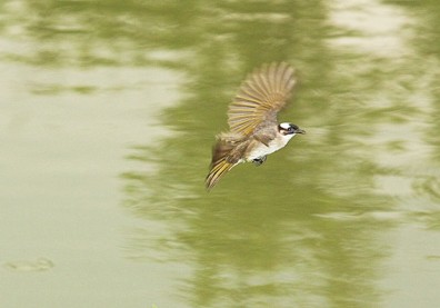 台北午後的自然邂逅