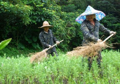 阿原肥皂「野機農場」，青草藥原料的祕密基地！