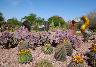 讓人大開眼界的仙人掌！造訪鳳凰城「沙漠植物園」