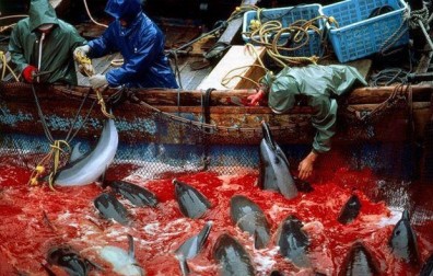 最血腥的殺海豚傳統，日本和歌山縣的血色海灣