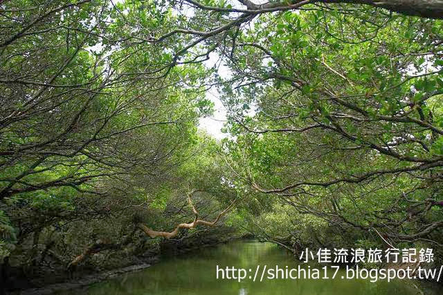 台灣的亞馬遜──暢遊台南四草綠色隧道