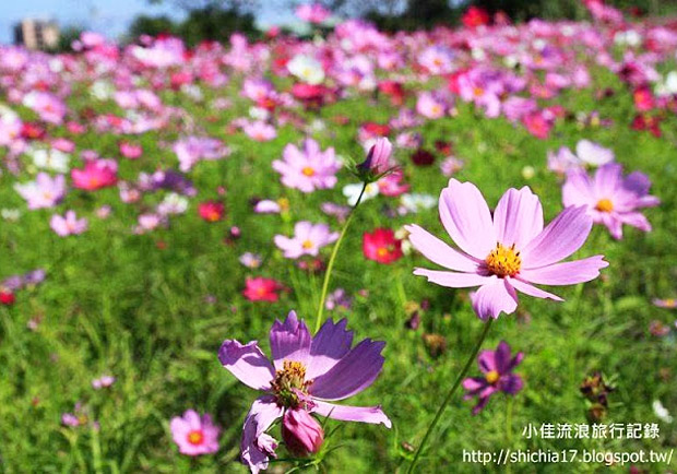 隱身在都市中的美麗花海──新北樹林繽紛波斯菊