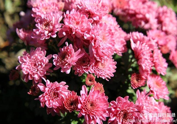 台南百花季！體驗花園城市的美麗風情