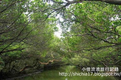 台灣的亞馬遜──暢遊台南四草綠色隧道