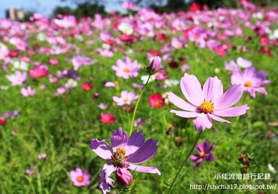 隱身在都市中的美麗花海──新北樹林繽紛波斯菊