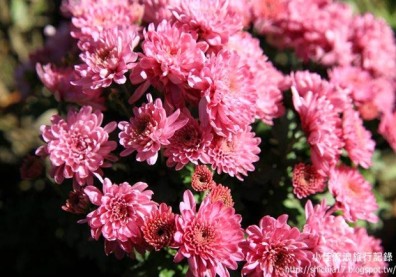 台南百花季！體驗花園城市的美麗風情