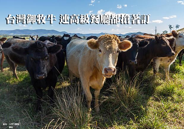 台灣御牧牛，連高級餐廳都搶著訂　