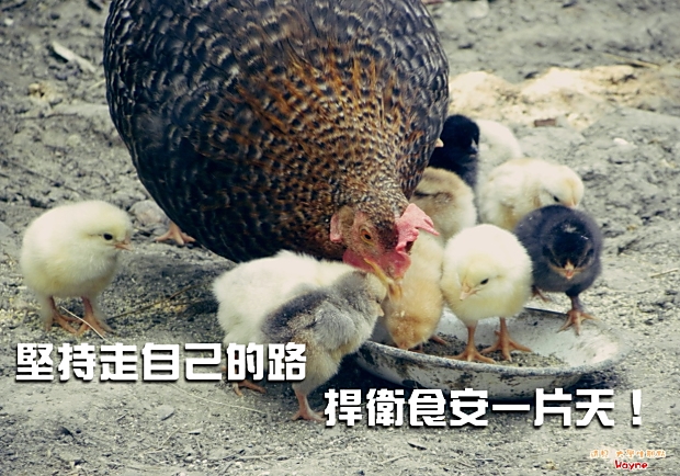 堅持走自己的路，捍衛食安一片天！
