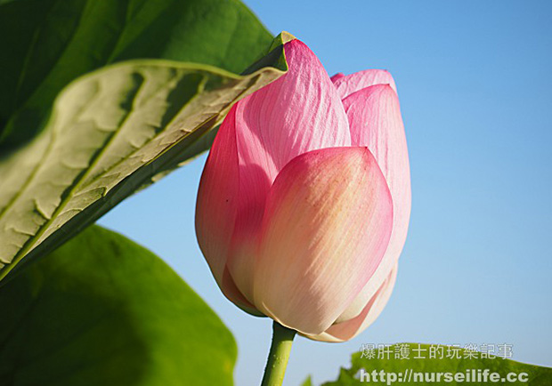 夏遊白河賞蓮，來趟樂活美食之旅正是時候！