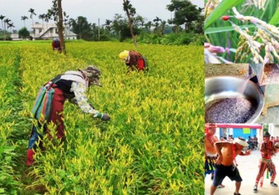 埋在田裡的夢想！花蓮鄉村部落
