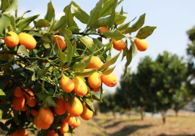 新年最佳好食！小巧金柑幫您點綴新春好氣象