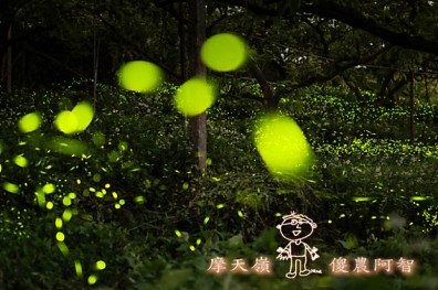 螢火蟲給的認證！聆聽夜晚果園裡大自然的交響樂