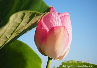 夏遊白河賞蓮，來趟樂活美食之旅正是時候！