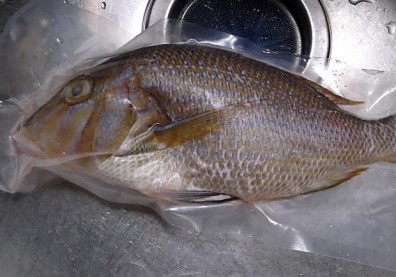 澎湖人把龍尖分成4類