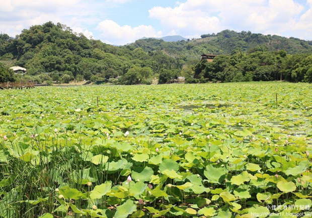 台中東勢林業文化園區，週末踏青賞花好去處！