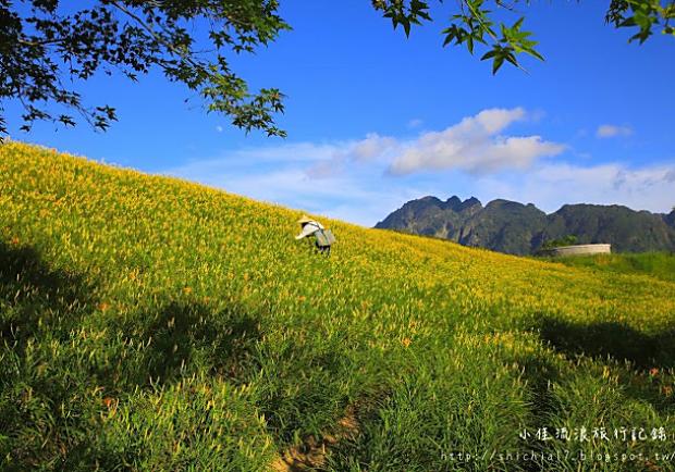 花蓮六十石山金針花，夏天限定的高山金澄美景！