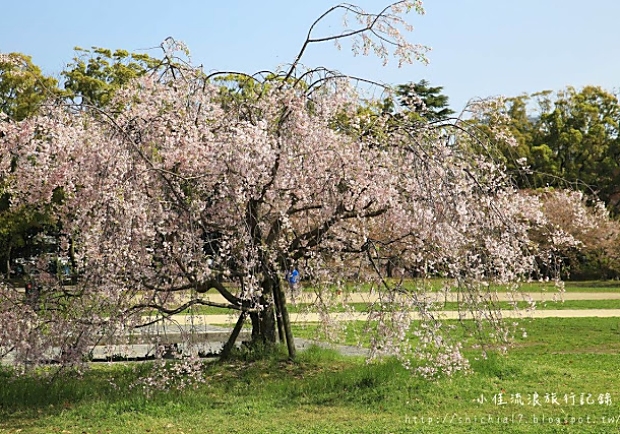 愛在櫻花綻放時！造訪日本舞鶴公園，福岡賞櫻勝地