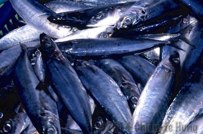 江戶時代的鄉土美味：臭屋與魚露