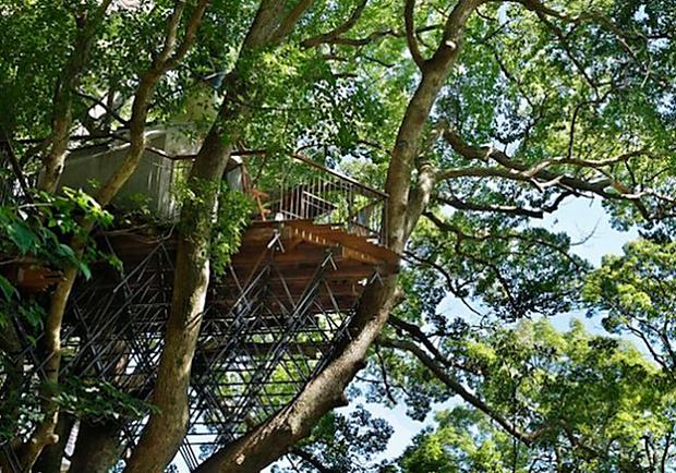 樹屋達人小林崇打造日本最大樹屋，一起住在300年的古樟木裡吧！