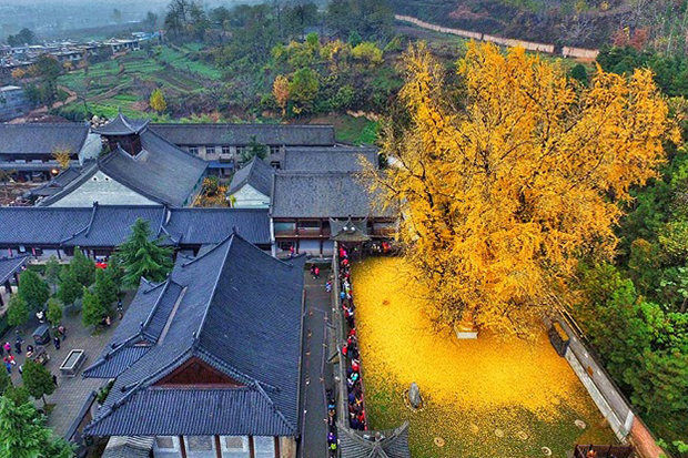 千年古銀杏樹落英遍地，交織金黃絕美大地織品
