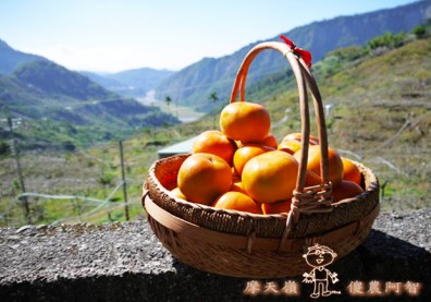 脫離行口掌握的關鍵！種出「重質不重量」的美味甜柿