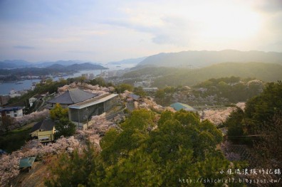 日本百選夢幻賞櫻地！飽覽千光寺櫻花之美