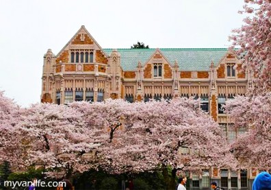 西雅圖華盛頓大學賞櫻！一覽校園裡的無邊春色