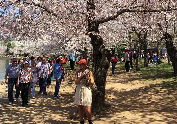 美國也有櫻花祭！春旅賞花大遊行熱鬧登場