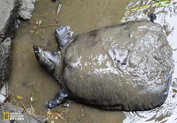 著名神鱉逝世──全球只剩三隻了！