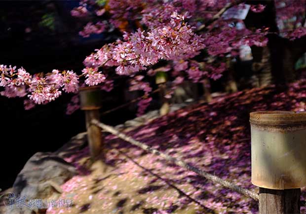 早開櫻花的振奮！日本長德寺外落英繽紛