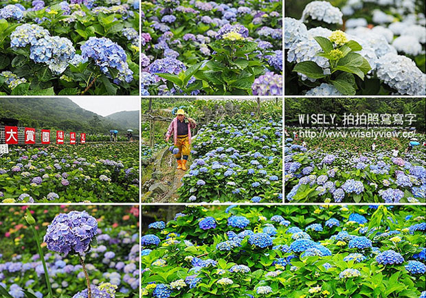 感受繽紛花海的浪漫！2016竹子湖繡球花一日遊行程