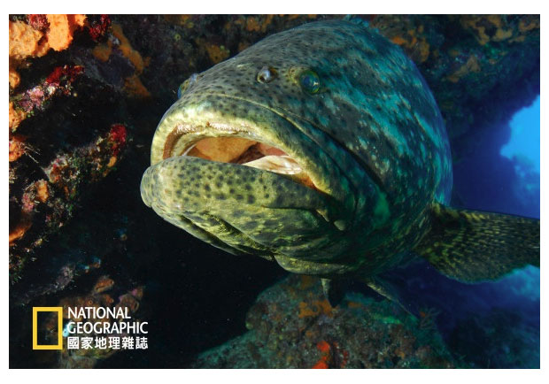 石斑吃鯊魚，案情不單純