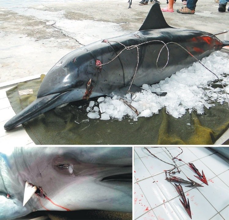 魚叉穿喉刺腦 海豚遭射殺