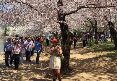 美國也有櫻花祭！春旅賞花大遊行熱鬧登場
