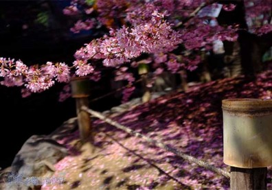 早開櫻花的振奮！日本長德寺外落英繽紛