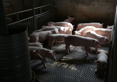 瘦肉精防堵漏洞多！國人早受毒害