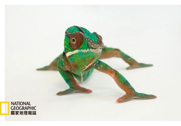 怪異動物問答集：變色龍照鏡子會發生什麼事？