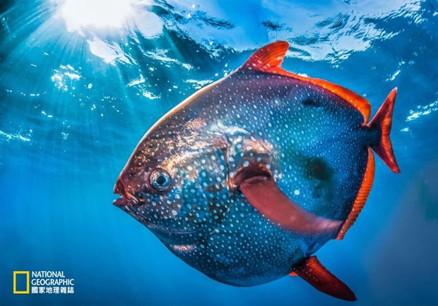 罕見重量級月魚 氣勢登場