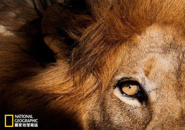 南非獅子攻擊遊客致死事件的背後……