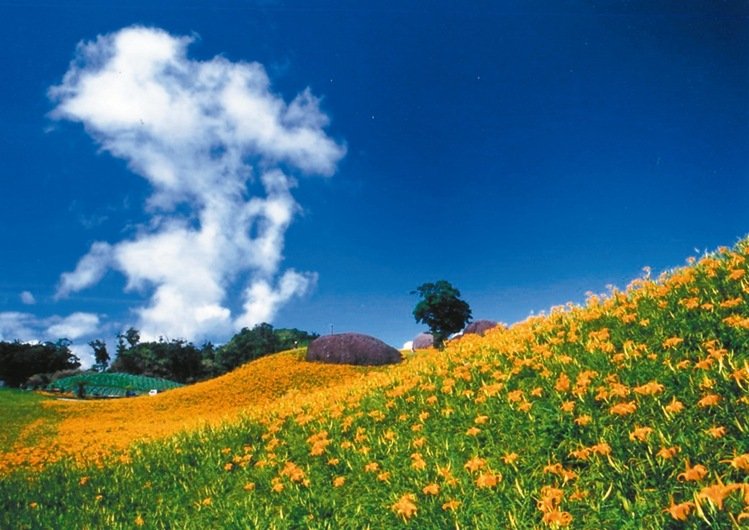 六十石山、赤科山 金針花盛開