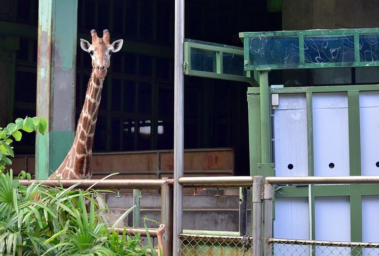  長頸鹿明星「宵久」 魂斷相親路