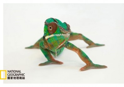 怪異動物問答集：變色龍照鏡子會發生什麼事？