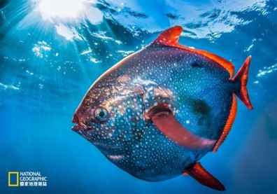 罕見重量級月魚 氣勢登場