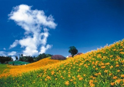 六十石山、赤科山 金針花盛開