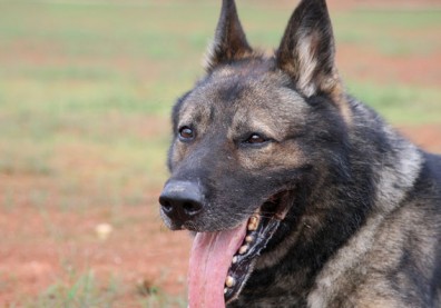別騙牠！狗狗聽得懂你在說什麼