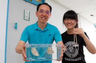 烏賊會算術有科學驗證！ 清大研究登上國際期刊